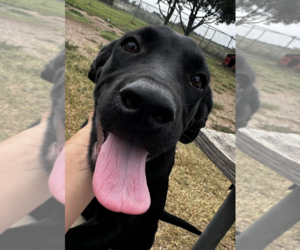 Mutt Dogs for adoption in Coralville, IA, USA