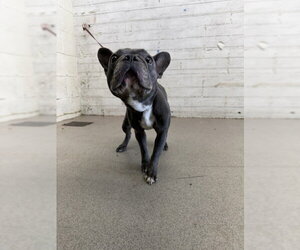 French Bulldog Dogs for adoption in San Bernardino, CA, USA