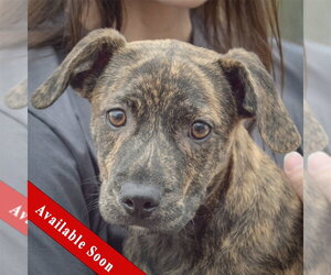 Medium Photo #5 Labrador Retriever-Unknown Mix Puppy For Sale in Huntley, IL, USA