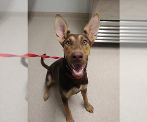 Doberman Pinscher Dogs for adoption in Bakersfield, CA, USA