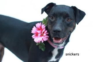 Medium Photo #1 American Pit Bull Terrier-Pointer Mix Puppy For Sale in Von Ormy, TX, USA