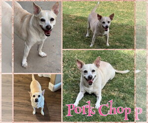 Chihuahua-Unknown Mix Dogs for adoption in New London, WI, USA
