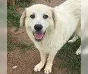 Akbash-Great Pyrenees Mix Dogs for adoption in Bristol, CT, USA