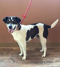 Rat Terrier Dogs for adoption in Flora, IL, USA