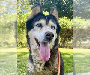 Siberian Husky Dogs for adoption in Woodland, CA, USA