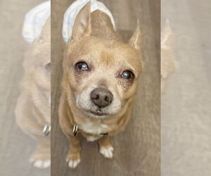 Chihuahua-Unknown Mix Dogs for adoption in Pittsburg, CA, USA
