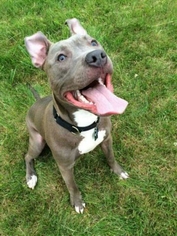 American Pit Bull Terrier Dogs for adoption in Harrisburg, PA, USA