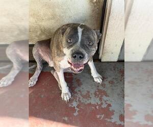 American Staffordshire Terrier-Unknown Mix Dogs for adoption in San Antonio, TX, USA