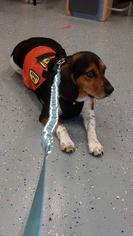 Beagle Dogs for adoption in Leonardtown, MD, USA