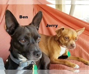 Chiweenie Dogs for adoption in Wahpeton, ND, USA