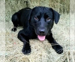 Sheprador Dogs for adoption in Hillsboro, NH, USA