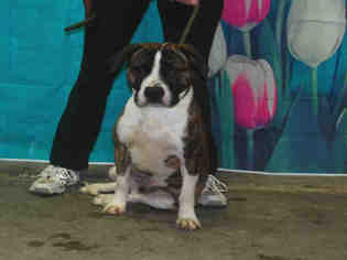 Medium Photo #1 Boxer Puppy For Sale in Louisville, KY, USA