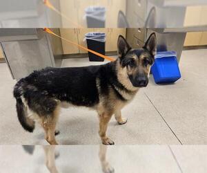 German Shepherd Dog Dogs for adoption in Riverside, CA, USA