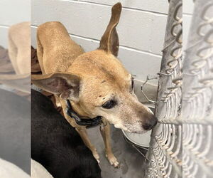 Unknown-Whippet Mix Dogs for adoption in Tavares, FL, USA