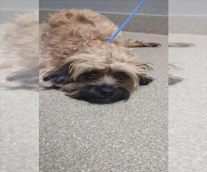 Shih Tzu-Unknown Mix Dogs for adoption in Las Vegas, NV, USA