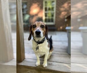 Beagle Dogs for adoption in Forest, VA, USA