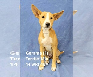 Mutt Dogs for adoption in pomfret, CT, USA