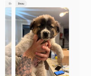 Mutt Dogs for adoption in Holly Springs, NC, USA