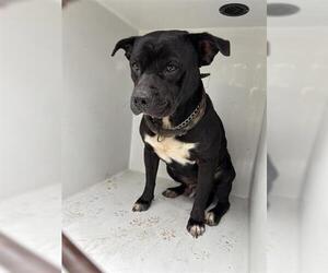 Mutt Dogs for adoption in Houston, TX, USA