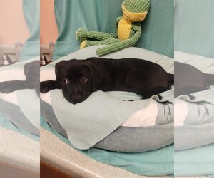 Labrador Retriever-Unknown Mix Dogs for adoption in York, SC, USA