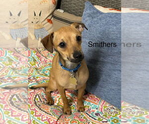 Chiweenie Dogs for adoption in Ellijay, GA, USA