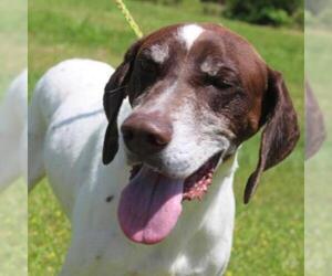 German Shorthaired Pointer Dogs for adoption in Hamilton, GA, USA