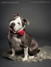 Staffordshire Bull Terrier Dogs for adoption in Blacklick, OH, USA