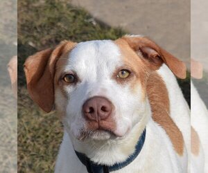 Small American Staffordshire Terrier Mix