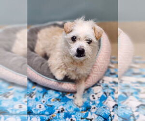 Mutt Dogs for adoption in Mooresville, NC, USA