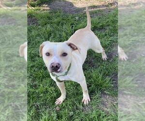 Labrador Retriever-Unknown Mix Dogs for adoption in Pasadena, TX, USA