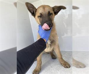 Black Mouth Cur Dogs for adoption in Houston, TX, USA