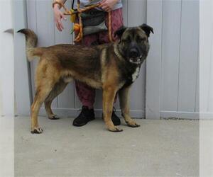 Chow Chow-German Shepherd Dog Mix Dogs for adoption in Louisville, KY, USA