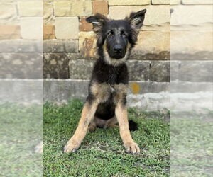 German Shepherd Dog-Unknown Mix Dogs for adoption in PIPE CREEK, TX, USA