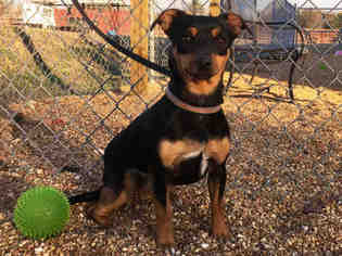 Pembroke Welsh Corgi Dogs for adoption in Augusta, GA, USA