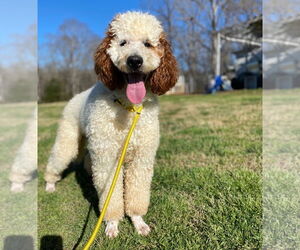 Goldendoodle Dogs for adoption in Pacolet, SC, USA