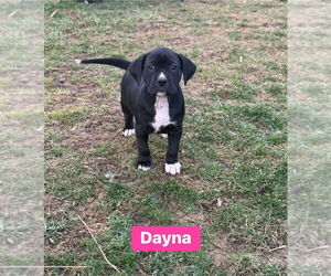 Mutt Dogs for adoption in Springdale, PA, USA