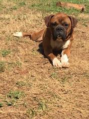 Boxer-Unknown Mix Dogs for adoption in Alpharetta, GA, USA
