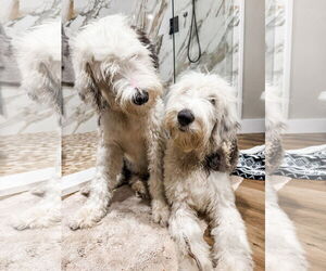 Old English Sheepdog-Unknown Mix Dogs for adoption in Valrico, FL, USA