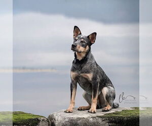 Mutt Dogs for adoption in Garden City, NY, USA