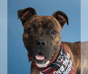 Bullboxer Pit Dogs for adoption in Pasadena, CA, USA