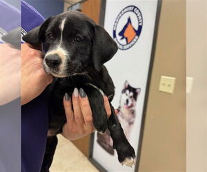 Labrador Retriever Dogs for adoption in Conroe, TX, USA