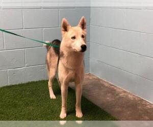 Siberian Husky Dogs for adoption in St. Cloud, FL, USA