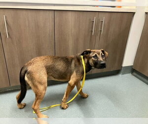 German Shepherd Dog-Unknown Mix Dogs for adoption in Baytown, TX, USA