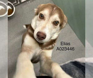 Australian Shepherd-Unknown Mix Dogs for adoption in Palmetto, FL, USA