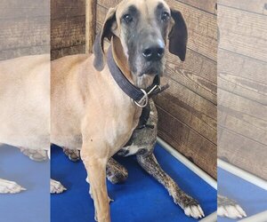 Great Dane Dogs for adoption in Palm Beach, FL, USA