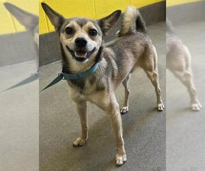 Chihuahua Dogs for adoption in Forestville, MD, USA
