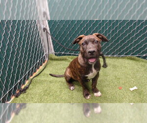 Mutt Dogs for adoption in Downey, CA, USA