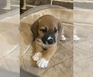 Beagle-Unknown Mix Dogs for adoption in Dunnellon, FL, USA