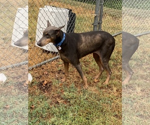 Doberman Pinscher Dogs for adoption in Alexandria, VA, USA