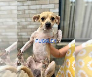 Chihuahua-Unknown Mix Dogs for adoption in San Antonio, TX, USA